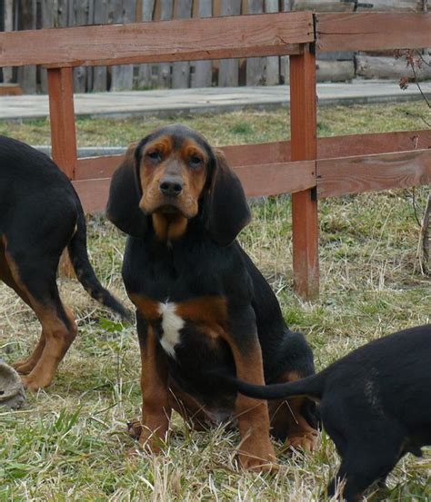 Polish OGAR Puppy - Excellent Hunting Breed