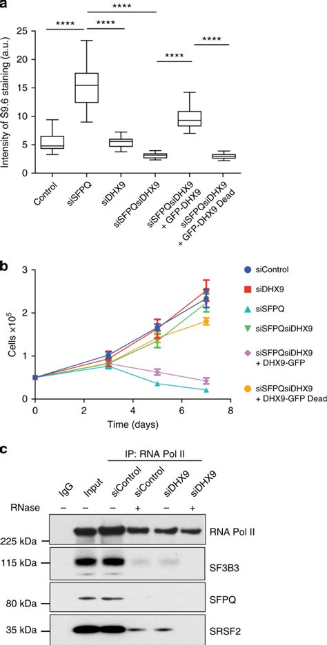 Dhx9 Helicase Promotes R Loop Formation In Cells With Impaired Rna Splicing Nature Communications