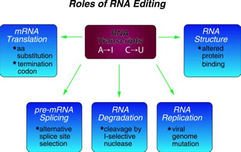 Rna Editing Minireview Series Journal Of Biological Chemistry