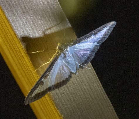 Box Tree Moth Gedling Conservation Trust Nottingham