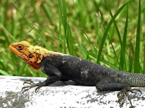 8 Different Types Of Lizards In The Philippines With Pictures