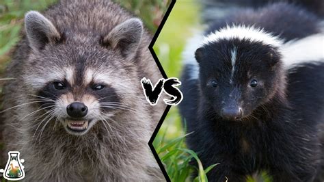 Are Skunks And Raccoons Related The 12 Latest Answer