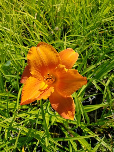 Daylily Mauna Loa Cheyenne Tree Farm Trees Shrubs Perennials