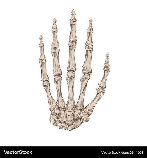 Hand Drawing Skeleton Hand Royalty Free Vector Image