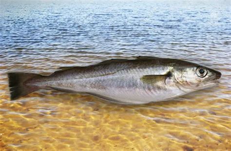 Whiting Description Habitat Image Diet And Interesting Facts