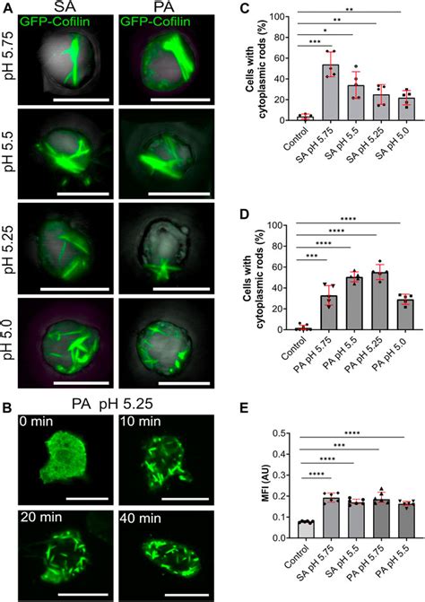 Frontiers Formation Of Cytoplasmic Actin Cofilin Rods Is Triggered By Metabolic Stress And