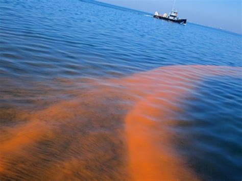 Red Tide Forecast 2024 Tampa Dallas Justina