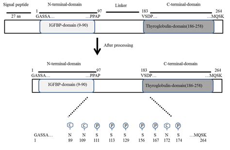 Schematic Diagram Of Insulin Like Growth Factor Binding Protein