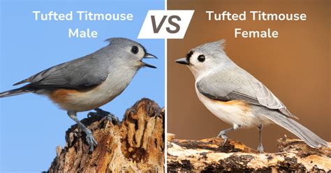 Tufted Titmouse Male Vs Female The Only Ways To Tell