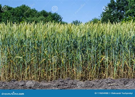 Wheat Ears Full Of Grain On The Field Against The Sky And Other