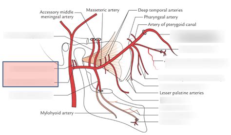 Maxillary Artery And Derivatives Diagram Quizlet