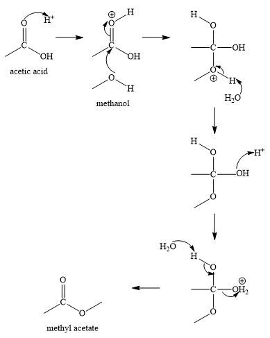 Fischer Esterification Mechanism Carboxylic Acid