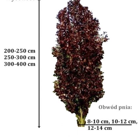 Buk pospolity Dawyck Purple DUŻE SADZONKI 200 250 cm obwód pnia 8 10