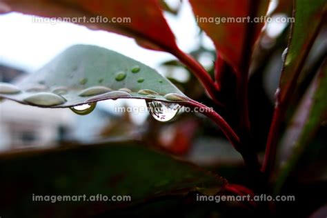 雨上がり、水滴のついた緑の葉と赤い茎の写真素材 181401593 イメージマート