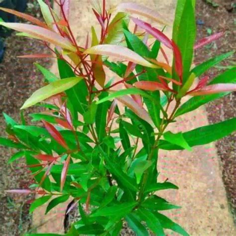 Jual Jual Bibit Pohon Pucuk Merah Tinggi Cm Pohon Tanaman Hias