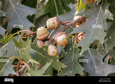 Acorns Oak Tree Hi Res Stock Photography And Images Alamy