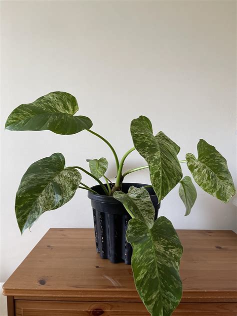 Philodendron Giganteum Variegated Blizzard Furniture Home Living