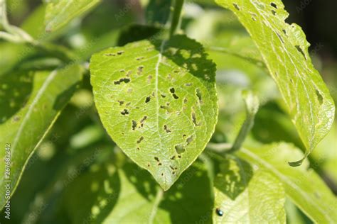 Feeding Damage Of Goat Willow Salix Caprea Leaf By Imago Of Willow