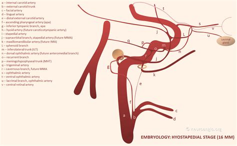 External Carotid Artery Branches Angiogram