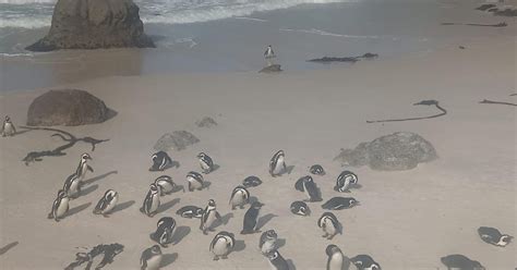 Kaapstad Pingu Ns Kijken Bij Boulders Beach Halve Dag Tour Getyourguide