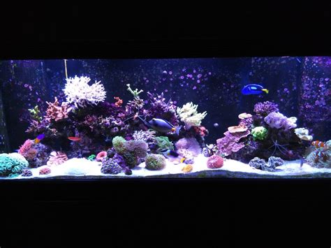 Dosing Vodka Please Share Your Tank Reef2reef Saltwater And Reef Aquarium Forum