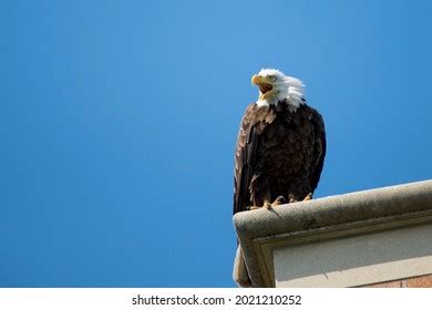 573 Eagle screech Images, Stock Photos & Vectors | Shutterstock