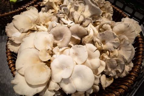 5 Common Mushrooms In New Mexico Star Mushroom Farms