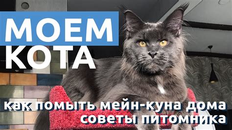 Как помыть кота дома. Мою моего кота мейн-куна Бармалея. - YouTube