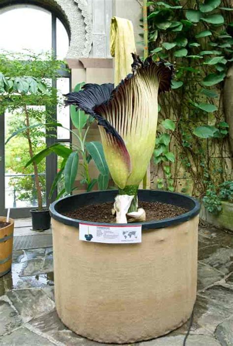 Growing The Worlds Largest Flower The Corpse Flower Amorphophallus