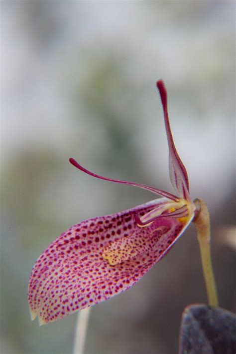 Restrepia Elegans Wiel Driessen Flickr