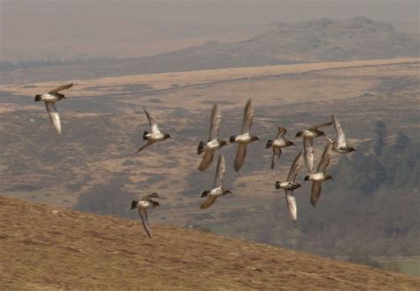 Golden Plovers In Flight Dartmoor © Derek Harper Geograph Britain