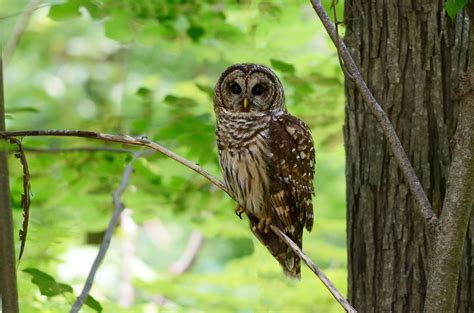 Brown Owl On Twig Barred Owl Hd Wallpaper Wallpaper Flare