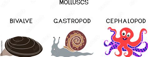 Three Types Of Molluscs Cephalopod Gastropod Bivalve Educational