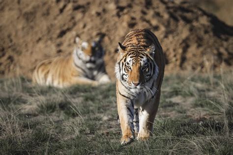 This Sanctuary Took In Dozens Of ‘tiger King’ Joe Exotic’s Tigers Now It’s Struggling To Stay