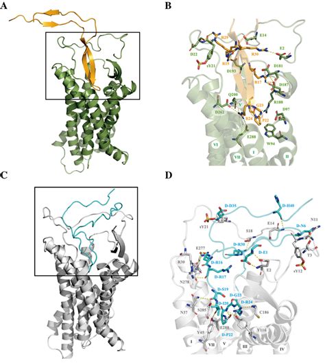 The Predicted Binding Modes Of Cyclic L V3 Ab And D V3 Cd Loop