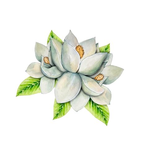 Ilustração em aquarela de flores de magnólia branca Vetor Premium