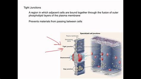 Intercellular junctions; Cell Junctions