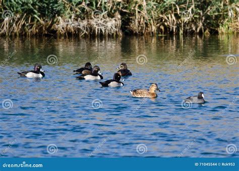 Flock Of Ring Necked Ducks Resting On The Blue Water Stock Photo