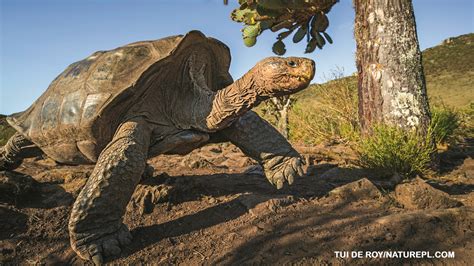 Baby Pinta Island Tortoise