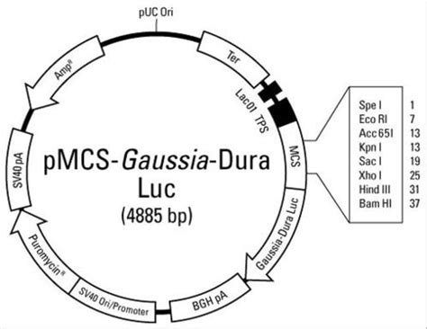 Pmcs Gaussia Dura Luc Vector For Luciferase Assays