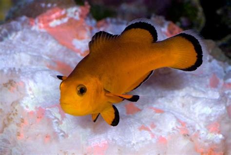 Ocellaris Naked Clown Amphiprion Ocellaris Saltwater Fish For Sale