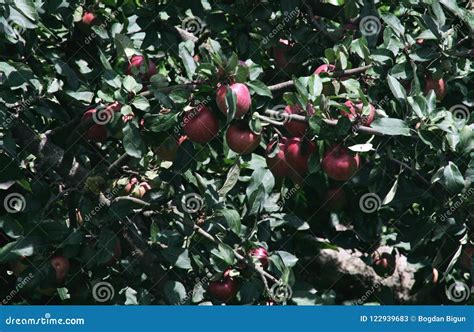 Apple Idared On A Branch Of A Tree Stock Image Image Of Juices