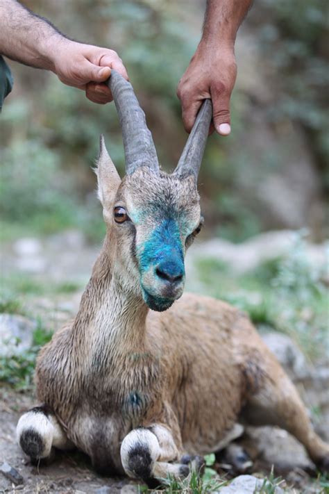 Hakkari De Tedavi Edilen Yaban Ke Isi Do Aya B Rak Ld Internet Haber