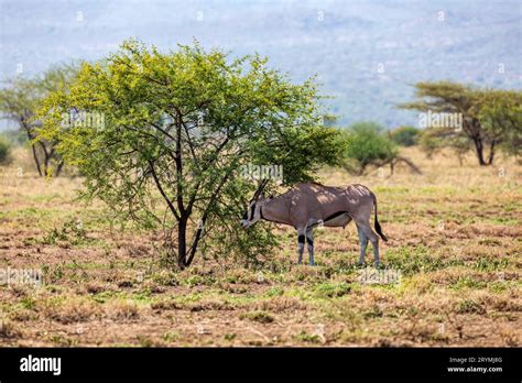East African Oryx Oryx Beisa Also Known As The Beisa Endemic