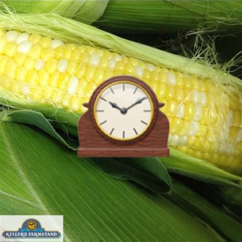 Sweet Corn Ready In A Couple Of Weeks Kellers Farmstand