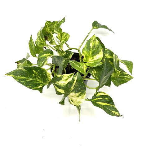 Epipremnum Aureum Gold Spore Nursery