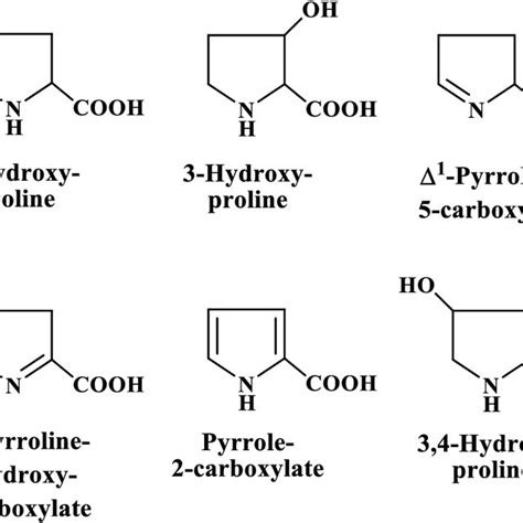 Degradation Of Trans Hydroxy L Proline Via Hydroxyproline Epimerase