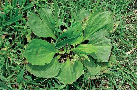 The Latest Greatest In Broadleaf Weed Control