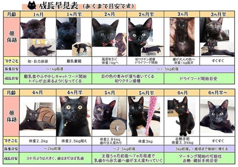 1匹の猫の成長記録を早見表に 一目で分かる成長の過程が参考になる ライブドアニュース