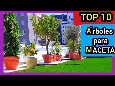 Los Mejores Rboles Para Plantar En Casa Gu A Completa La Casa De